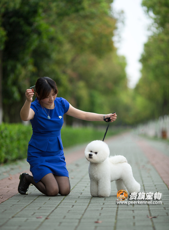 寵物美容之如何練習剪刀